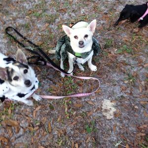 Meet your Posher, Morgan